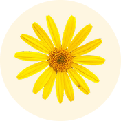 ARNICA FLOWER EXTRACT