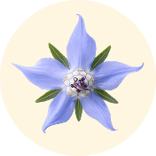 BORAGE SEED OIL