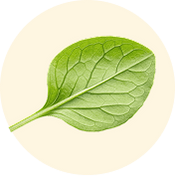 Chickweed Extract