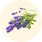 lavender