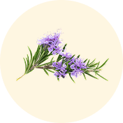 ROSEMARY