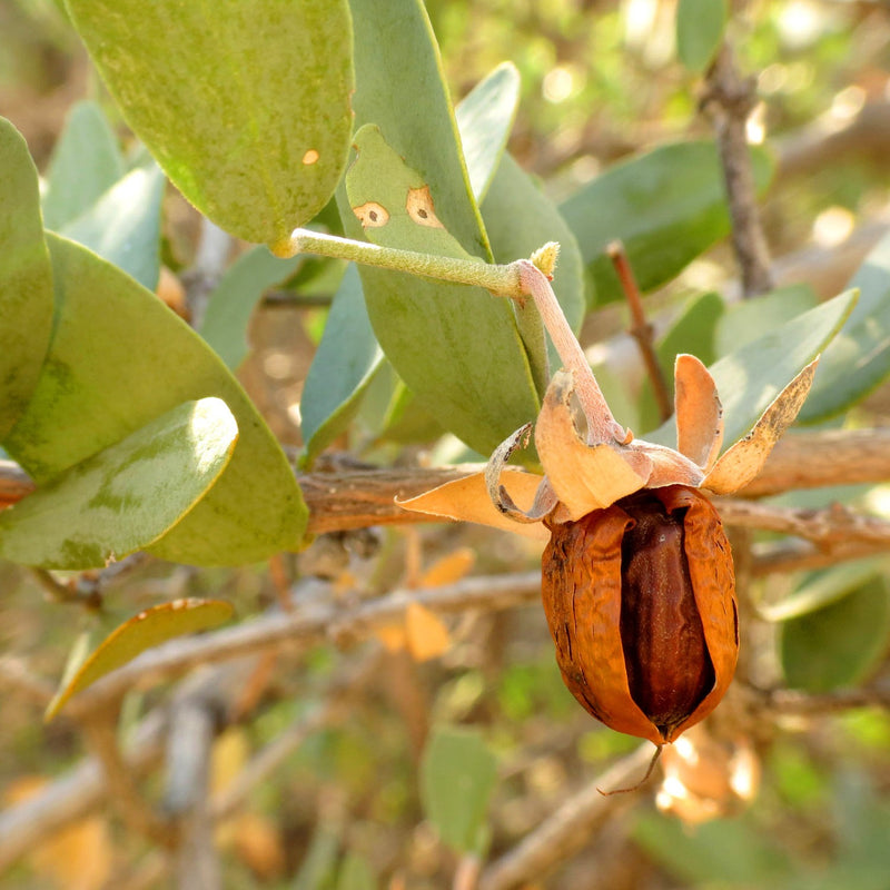 fefeimage_8465e-Jojoba.jpg__PID:8c916c41-deb6-4d3a-9fa9-0c54969a6859
