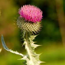 Thistle plant, source of thistle oil used in skincare for acne-prone skin