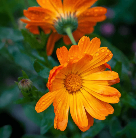 Marigold