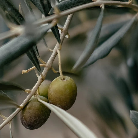 Squalane Oil