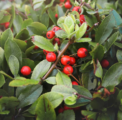 Rosehip Oil